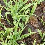 Allium tricoccum 葉