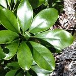 Schefflera spp. Leaf