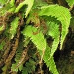 Trichomanes crispum Hoja