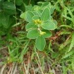 Lespedeza hirta Leaf