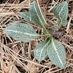 Goodyera pubescens Blatt