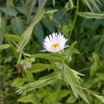 Erigeron philadelphicusKvet