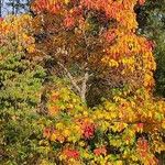 Sassafras albidum Habitatea