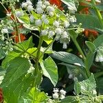 Ageratina altissima Flower