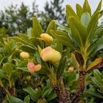Rhododendron ferrugineum Arall