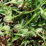 Spergularia rubra Otro