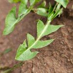 Taraxacum palustre Leaf