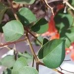 Bougainvillea spectabilis Blatt