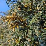 Sophora denudata Hábito