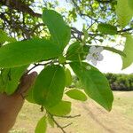 Bourreria succulenta Leaf