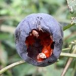 Passiflora misera