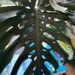 Philodendron bipinnatifidum Leaf