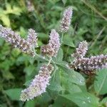 Mentha longifolia Flower