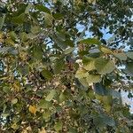 Alnus glutinosaFuelha