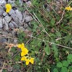 Lotus corniculatusFlor