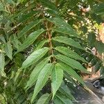 Ailanthus altissimaBlatt