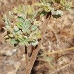 Waltheria indica Květ