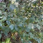 Rhamnus alpina عادت داشتن