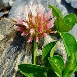 Trifolium thalii বাকল