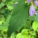 Campanula trachelium Fuelha