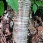 Betula alleghaniensisBark