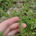 Verbena bracteata 叶