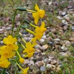 Narcissus assoanus Flower