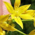 Allium moly 花