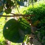 Actinidia deliciosa Hoja