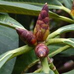 Rhododendron magnificum Blad