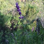 Trichostema lanatum Hábito