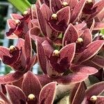 Cymbidium devonianum Cvet