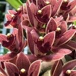 Cymbidium devonianum Квітка