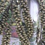 Howea belmoreana Tunda