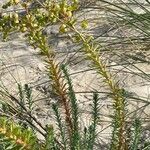 Euphorbia paralias Casca
