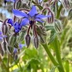 Borago officinalisFlower