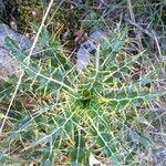 Ptilostemon casabonae Leaf