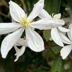 Clematis armandi Flor