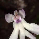 Cynorkis fastigiata Fleur