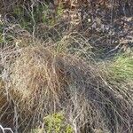 Macrochloa tenacissima Облик