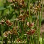 Juncus capitatus 花