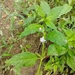 Mimulus alatus Blatt