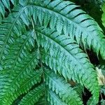 Tectaria gemmifera पत्ता