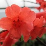 Rhododendron apoanum Flower