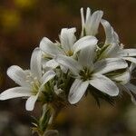 Arenaria aggregata 花