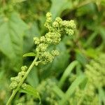 Chenopodiastrum hybridum 花