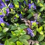 Vinca minorBloem