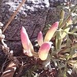 Crithmum maritimum Leaf