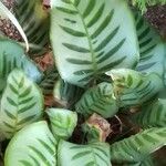 Calathea crotalifera Leaf