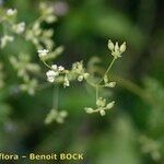 Anthriscus caucalis Flors
